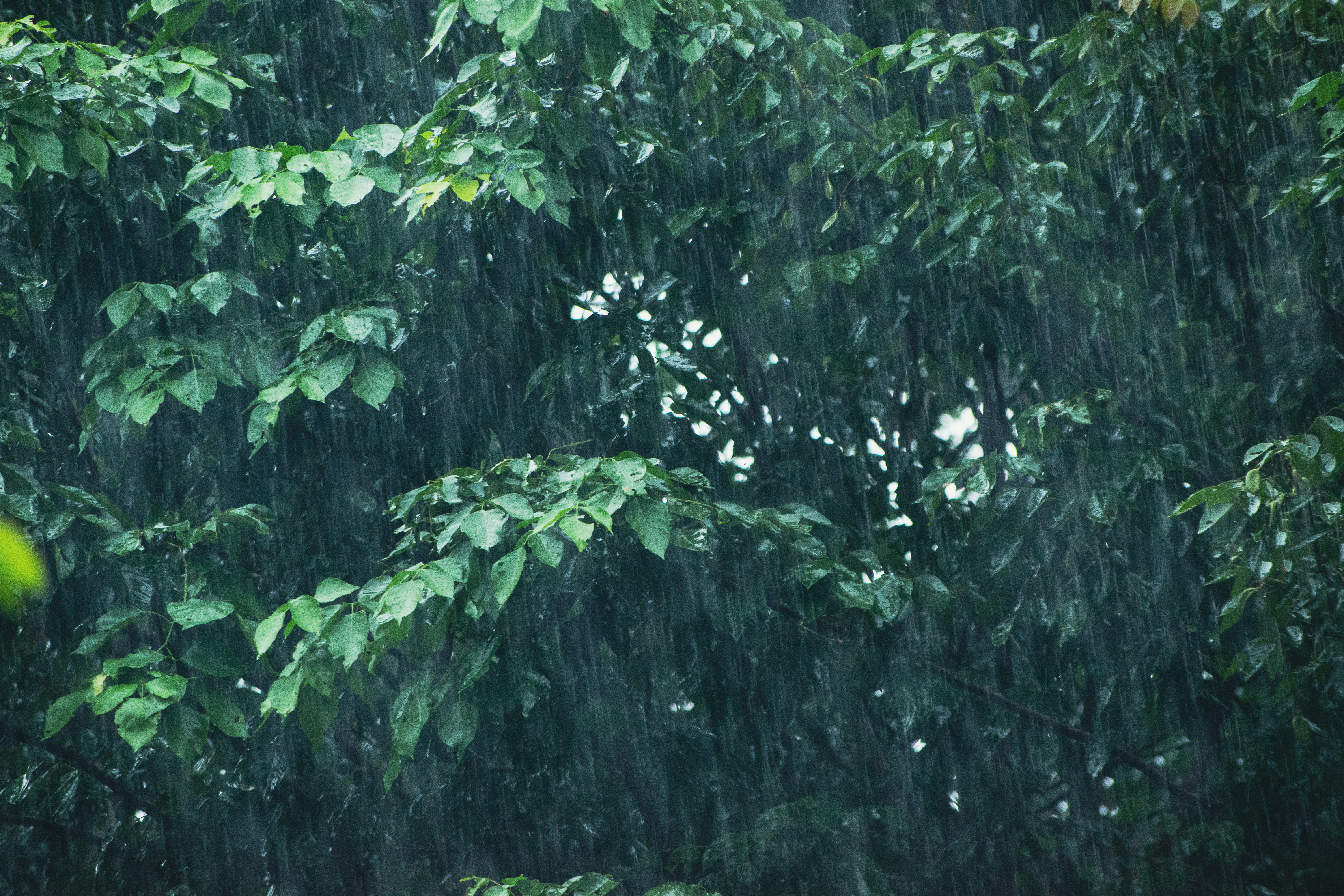 Rain's Vital Role: Fueling Ecosystems and Water Cycles